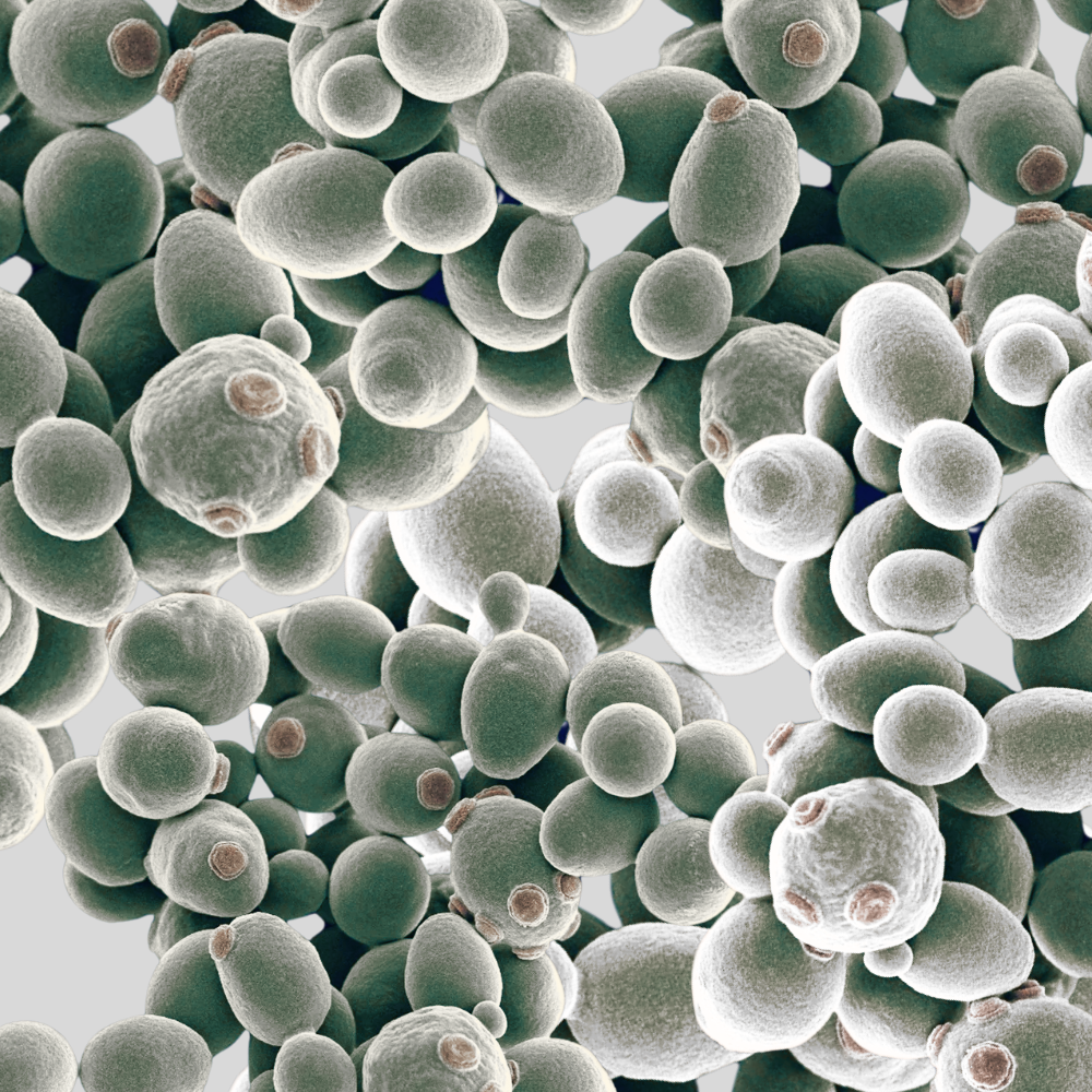 Yeast