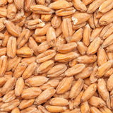 BESTMALZ BEST Spelt Malt