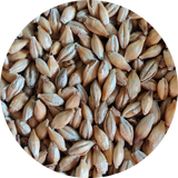 Crisp Chit Malt